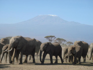 Kilima Safari Camp