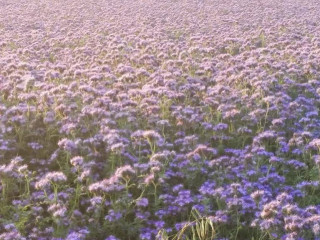 Landhotel Restaurant Birkenhof