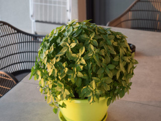 Merelia Luxury Villas