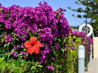 Napa Prince Hotel Apts