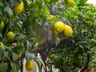 Palazzo Cappuccini Art Relais