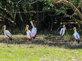 Saadani Safari Lodge