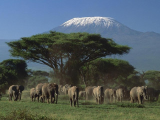 Safari in Parcurile Tsavo si Amboseli 3 nopti + Plaja 4 nopti