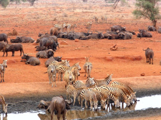 Safari Ngtuni - Tsavo East - Taita Hills + Plaja 5 nopti