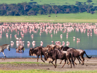 Safari Tanzania si sejur Zanzibar