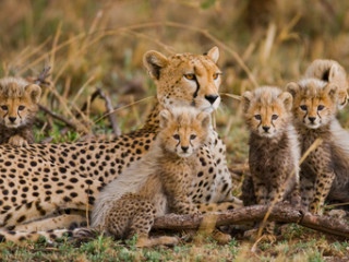 Safari Tanzania si sejur Zanzibar