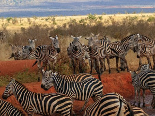 SAFARI TSAVO EST - TAITA HILLS & SEJUR 