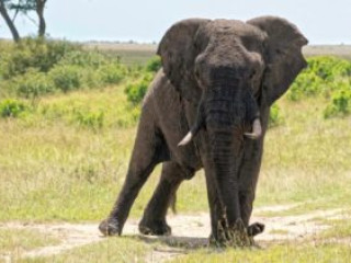 SAFARI TSAVO EST, VEST & SEJUR MOMBASA