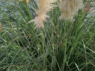 Sea Side Studios & Houses