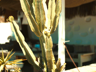 Seaside Studios & Houses Mykonos