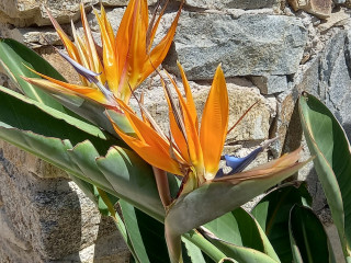 Seaside Studios & Houses Mykonos