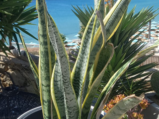 Seaside Studios & Houses Mykonos