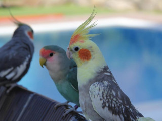 Sol Mogan Suites - Adults Only