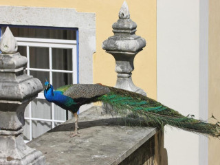 Solar do Castelo - Lisbon Heritage Collection