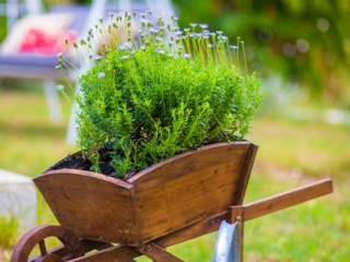 Sunflower Apartments & Studios