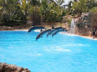 TENERIFE – Escapada tropicala PREMIUM TOURS