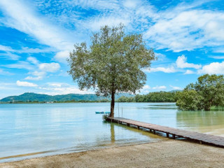 The Mangrove by Blu Monkey