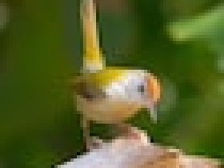 Thour Nature Resorts