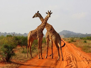 Safari Tsavo East - West (2 nopti) + Bamburi Beach (5 nopti)