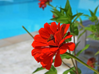 Villa Olga Lounge Hotel (Lygia)