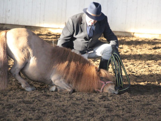 Forest Ecvestru ( Sucevita)