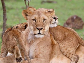 Safari Tsavo East - West (2 nopti) + Bamburi Beach (5 nopti)