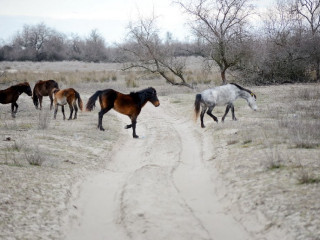 CASA EMY LA 500M DE PLAJA 3 PAPUCI