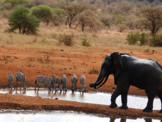 Safari Tsavo East 2 nopti + Plaja 5 nopti