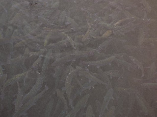 COMPLEX PESCARESC GURA REPEZII..