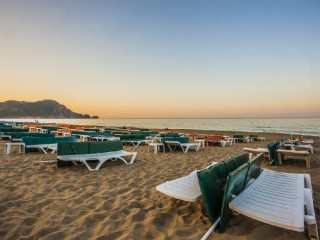 KLEOPATRA ROYAL PALM.