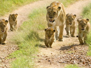 Safari Tsavo East - West (2 nopti) + Leopard Beach (5 nopti)