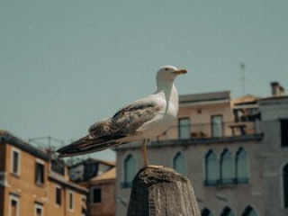 VENETIA DOMUS 004 IN PELLESTRINA