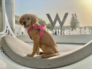 W Abu Dhabi - Yas Island