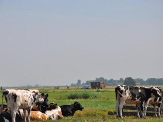 YOUR COZY WAGGON AT THE COWS PARADISE
