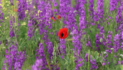o zi cat o vacanta - gradina de lavanda – salina slanic 1