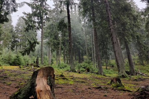 Circuit Clasic Ziua Femeii 2027 in Bucovina 4 zile Autocar