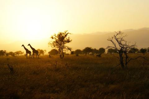 KENYA - Bun venit in Africa (3*) 2027 (KSS)