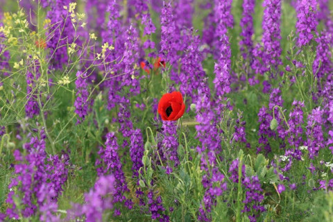 O zi cat o vacanta - Gradina de Lavanda – Salina Slanic