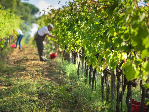 Circuit Best of Toscana