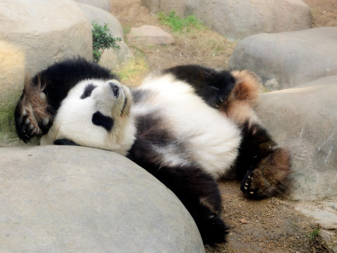 Circuit China Croaziera pe Yangtze