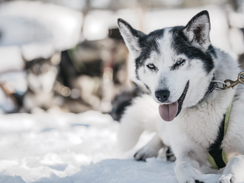 Charter Laponia Santa's Hotel Santa Claus Rovaniemi
