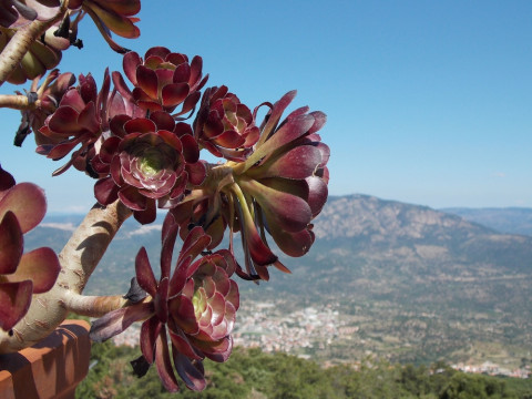 ENIS MONTE MACCIONE