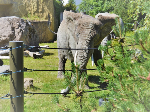 COFY RENTALS TALLINN