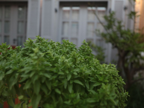 ALACATI CONA BUTIK OTEL