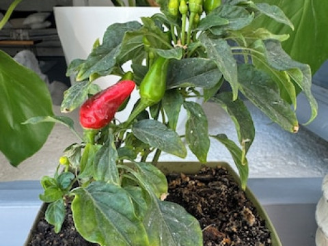 1812 CAVES 'N MANSION