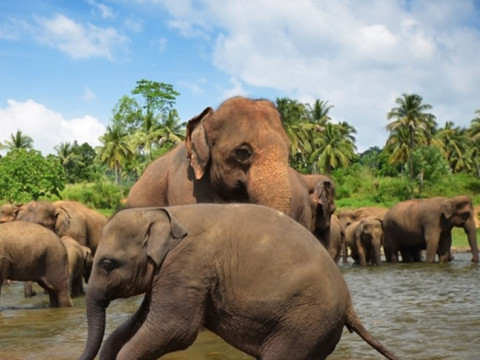 2in1: DUBAI & SRI LANKA CIRCUIT