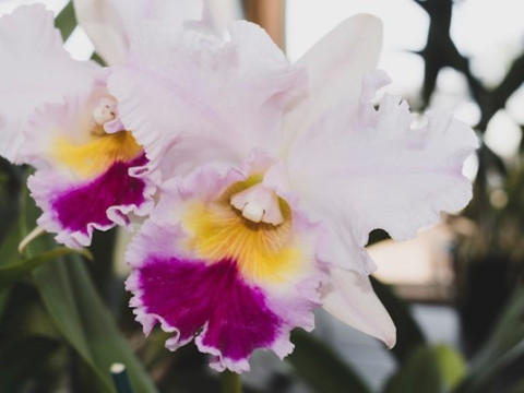 ACEASTA este COLUMBIA