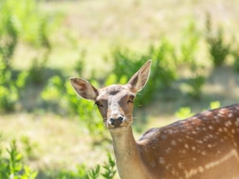 AGRITURISMO CLUB LE CANNELLE
