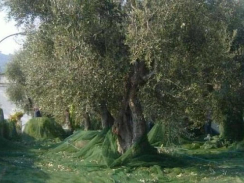 Agriturismo Giorgio