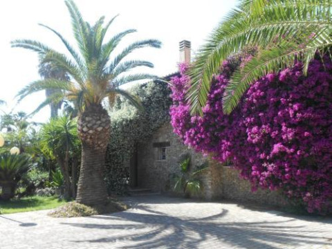 All'ombra Del Palmeto